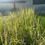 Smlz ostrokvetý (Calamagrostis x acutiflora) ´OVERDAM´ C1.5L